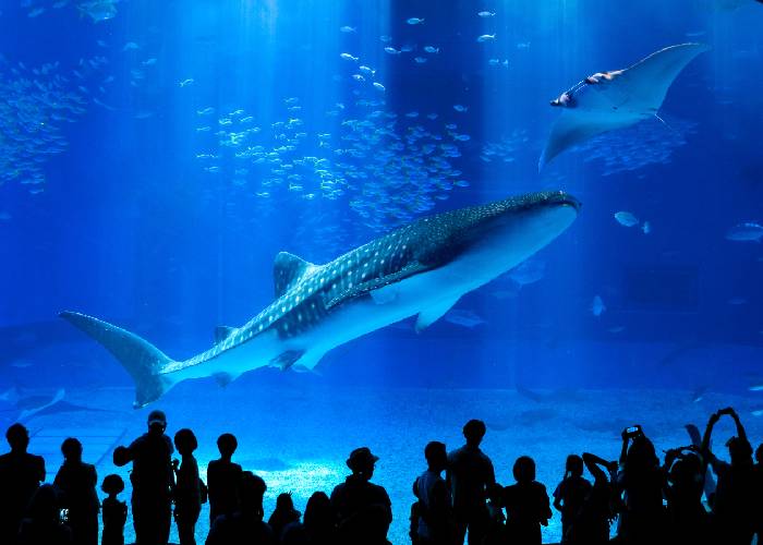 Okinawa Churaumi Aquarium